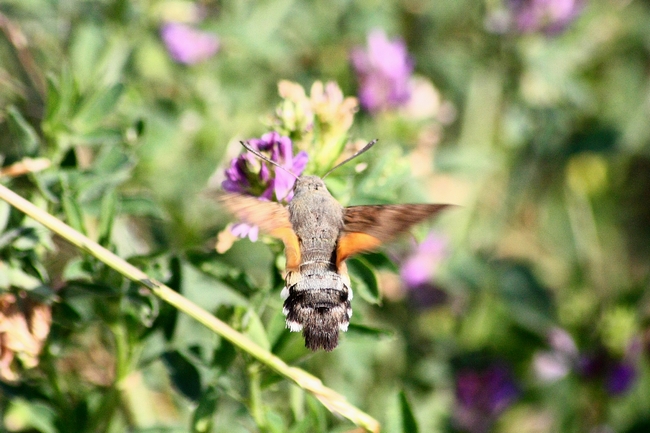 Macroglossum stellatarum